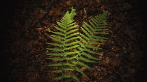 Preview wallpaper fern, branches, macro, leaves