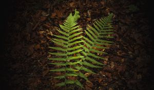 Preview wallpaper fern, branches, macro, leaves