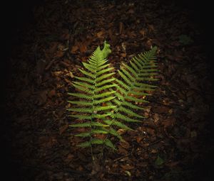 Preview wallpaper fern, branches, macro, leaves