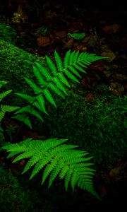 Preview wallpaper fern, branches, moss, macro, green