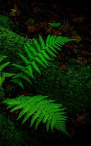 Preview wallpaper fern, branches, moss, macro, green