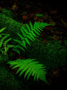 Preview wallpaper fern, branches, moss, macro, green