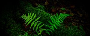 Preview wallpaper fern, branches, moss, macro, green