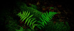 Preview wallpaper fern, branches, moss, macro, green