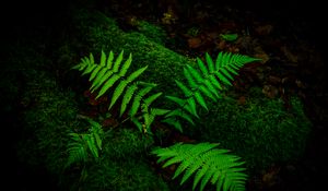 Preview wallpaper fern, branches, moss, macro, green