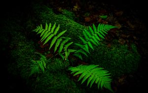 Preview wallpaper fern, branches, moss, macro, green