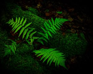 Preview wallpaper fern, branches, moss, macro, green