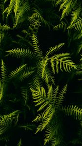 Preview wallpaper fern, branches, plant, leaves