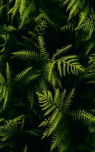 Preview wallpaper fern, branches, plant, leaves