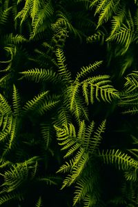 Preview wallpaper fern, branches, plant, leaves