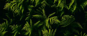 Preview wallpaper fern, branches, plant, leaves