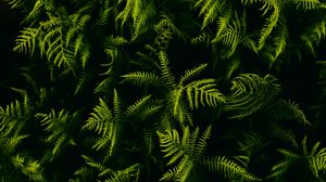Preview wallpaper fern, branches, plant, leaves