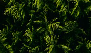 Preview wallpaper fern, branches, plant, leaves