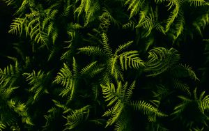 Preview wallpaper fern, branches, plant, leaves