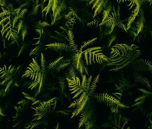 Preview wallpaper fern, branches, plant, leaves