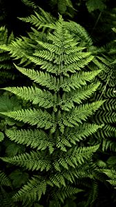 Preview wallpaper fern, branches, plants, green