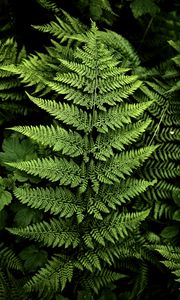 Preview wallpaper fern, branches, plants, green