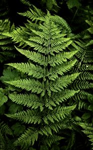 Preview wallpaper fern, branches, plants, green