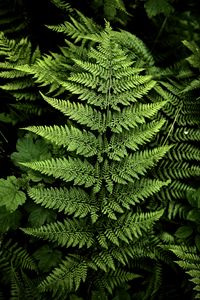 Preview wallpaper fern, branches, plants, green