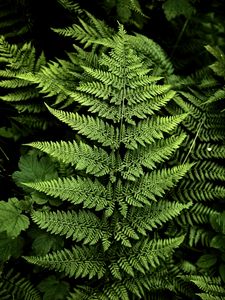 Preview wallpaper fern, branches, plants, green