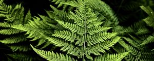 Preview wallpaper fern, branches, plants, green