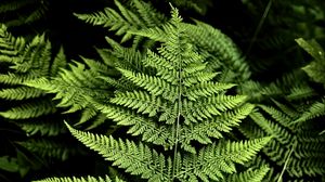 Preview wallpaper fern, branches, plants, green