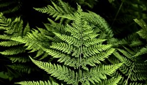 Preview wallpaper fern, branches, plants, green