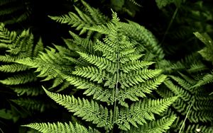 Preview wallpaper fern, branches, plants, green