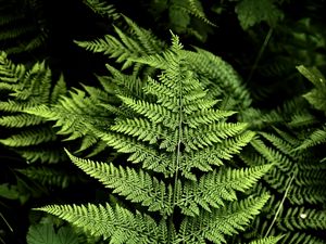 Preview wallpaper fern, branches, plants, green