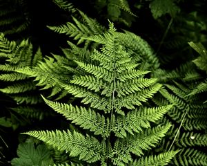 Preview wallpaper fern, branches, plants, green