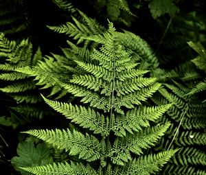 Preview wallpaper fern, branches, plants, green