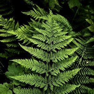 Preview wallpaper fern, branches, plants, green