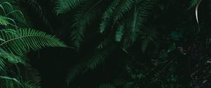 Preview wallpaper fern, branches, plants, bushes