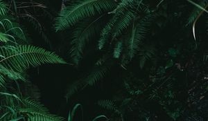 Preview wallpaper fern, branches, plants, bushes