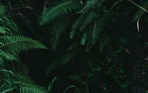 Preview wallpaper fern, branches, plants, bushes