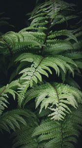 Preview wallpaper fern, branches, plants, bushes, leaves