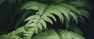 Preview wallpaper fern, branches, plants, bushes, leaves