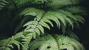 Preview wallpaper fern, branches, plants, bushes, leaves
