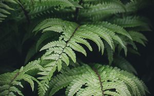 Preview wallpaper fern, branches, plants, bushes, leaves