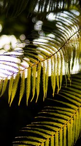 Preview wallpaper fern, branches, sunlight, blur, macro