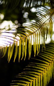 Preview wallpaper fern, branches, sunlight, blur, macro