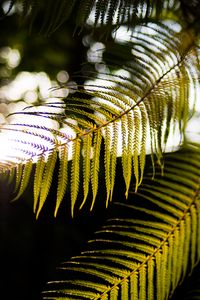 Preview wallpaper fern, branches, sunlight, blur, macro