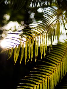 Preview wallpaper fern, branches, sunlight, blur, macro