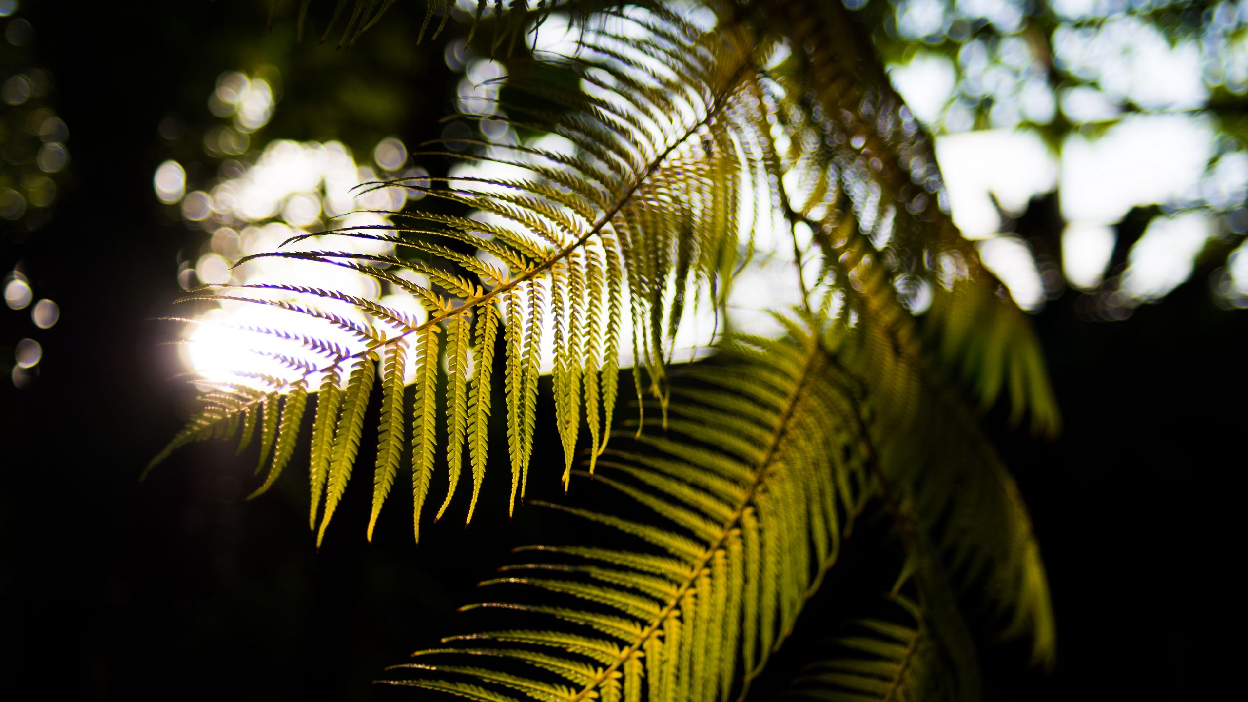 Download wallpaper 2560x1440 fern, branches, sunlight, blur, macro