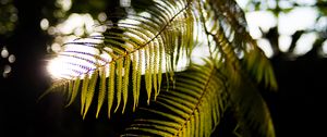 Preview wallpaper fern, branches, sunlight, blur, macro