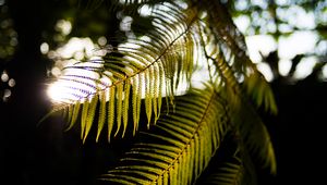 Preview wallpaper fern, branches, sunlight, blur, macro