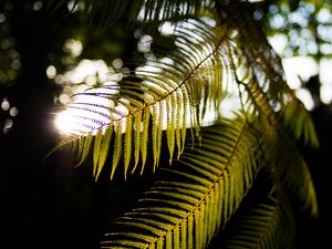 Preview wallpaper fern, branches, sunlight, blur, macro