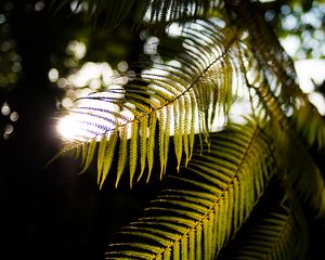 Preview wallpaper fern, branches, sunlight, blur, macro