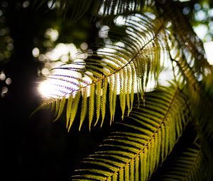 Preview wallpaper fern, branches, sunlight, blur, macro