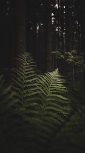 Preview wallpaper fern, branches, trees, forest